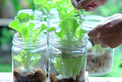 Discover the simplicity of the Kratky Hydroponic Method! Easy setup, budget-friendly, and perfect for beginners. Learn more now!